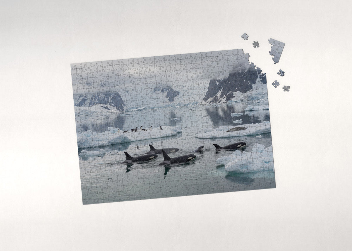 Orca Paradise Bay jigsaw puzzle - puzzle with loose pieces