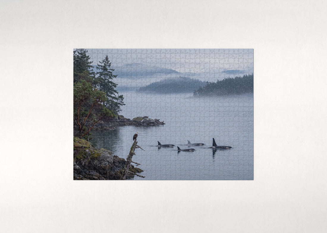 Orca Pod in the Pacific Northwest jigsaw puzzle - gift box
