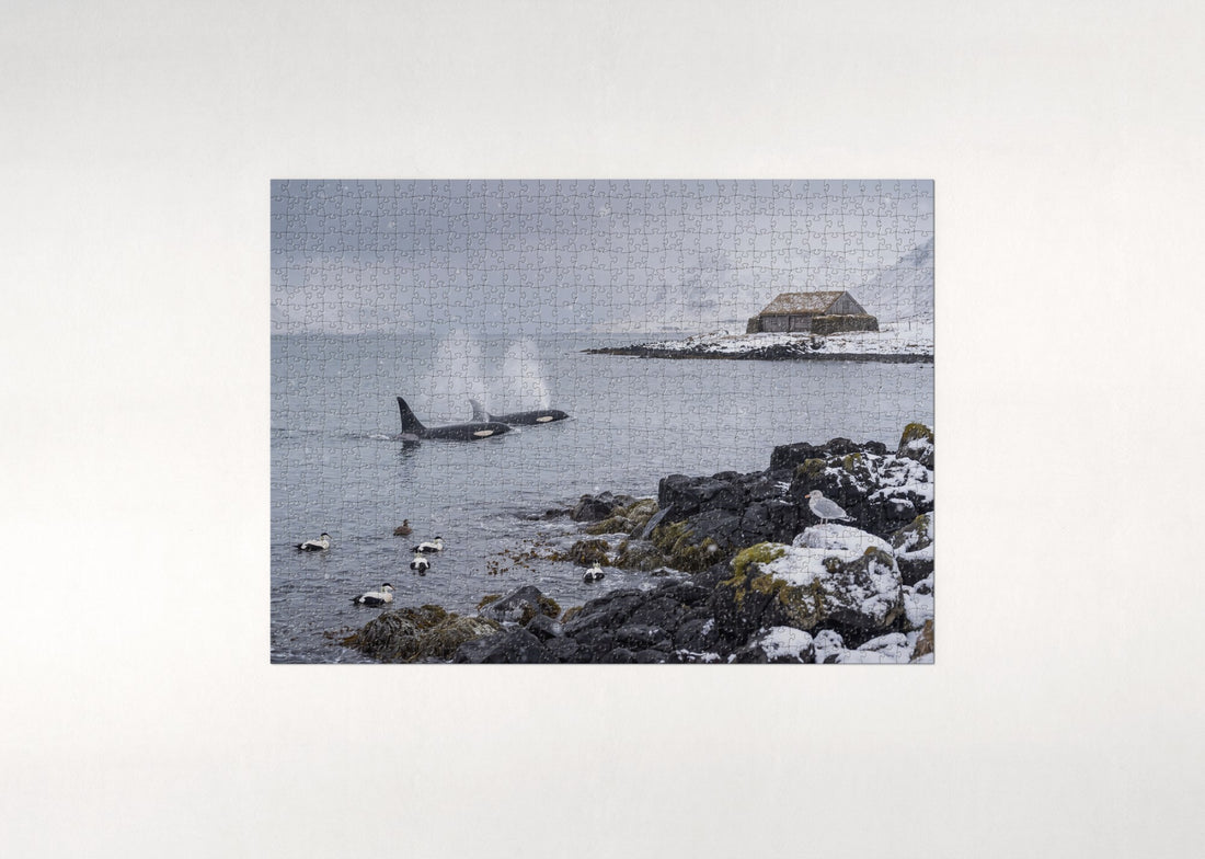 Orcas at the Snowy Coast jigsaw puzzle - gift box