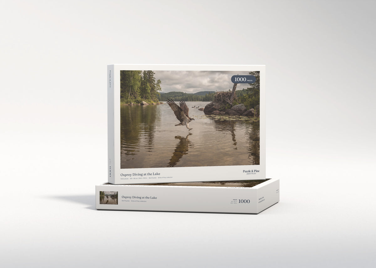 Osprey Diving at the Lake jigsaw puzzle - gift box