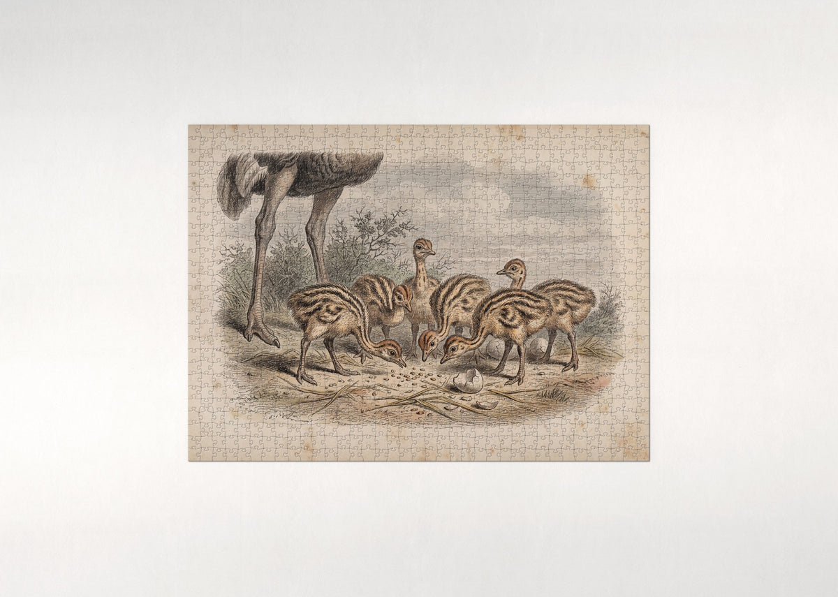Ostrich Chicks in the Sand jigsaw puzzle - flat puzzle