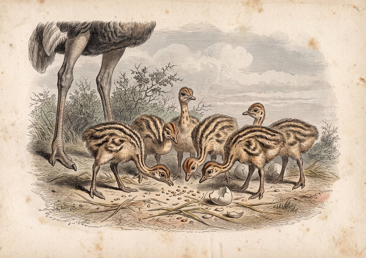 Ostrich Chicks in the Sand jigsaw puzzle