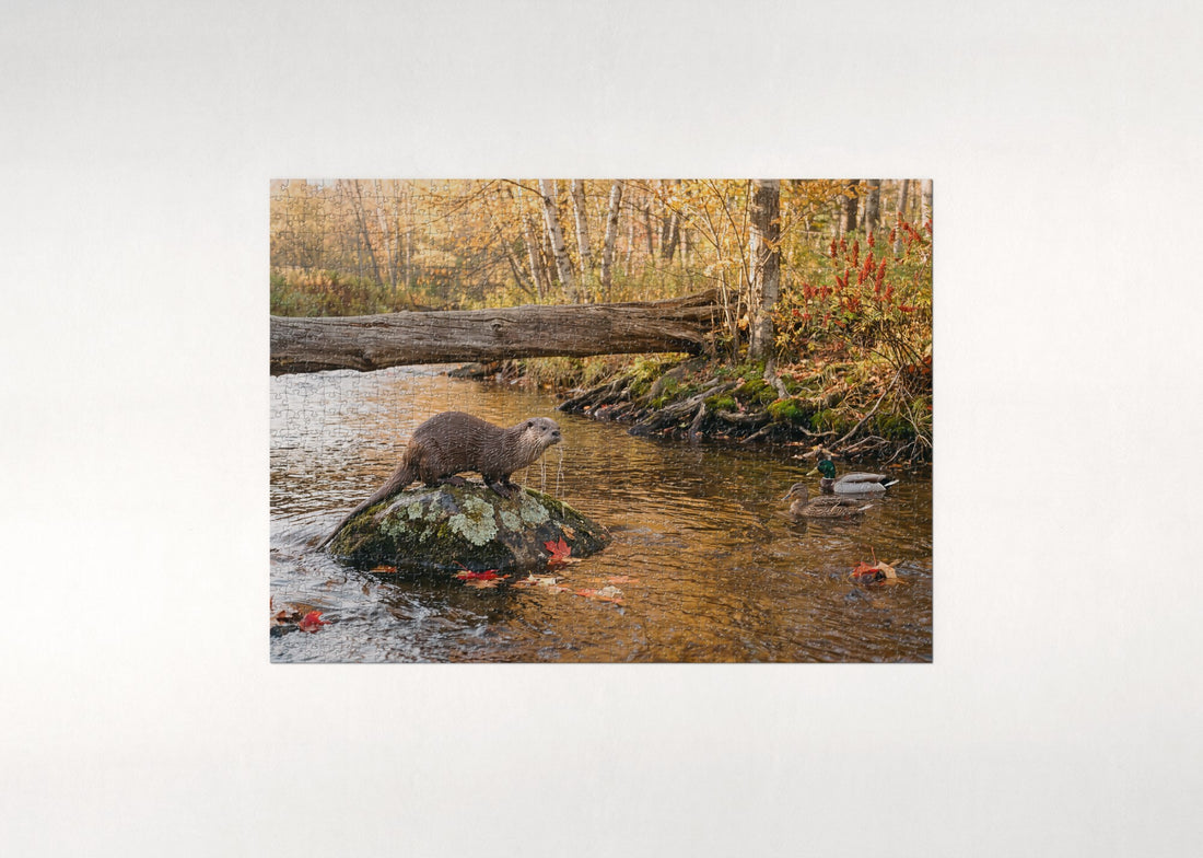 Otter at the Autumn Creek jigsaw puzzle - gift box