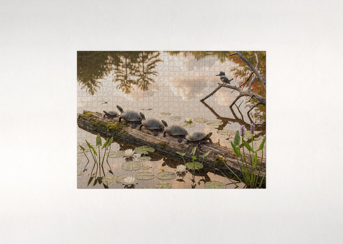 Painted Turtles Basking on the Log jigsaw puzzle - gift box