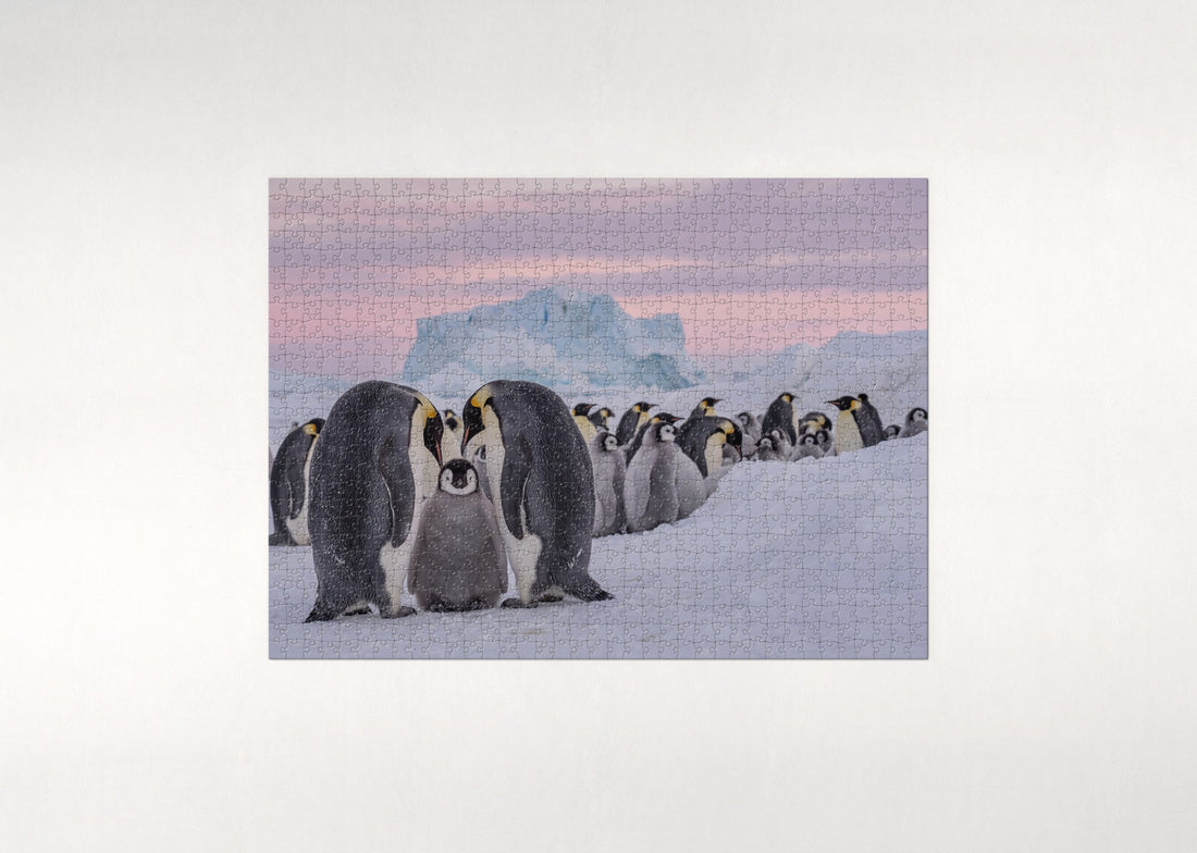 Penguin Chick Huddling with Its Parents jigsaw puzzle - gift box