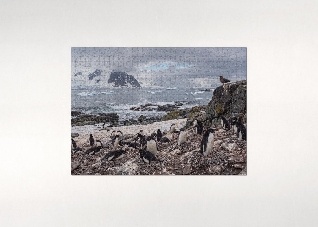 Penguin Colony at the Rocky Shore jigsaw puzzle - gift box