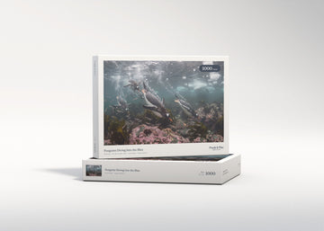 Penguins Diving Into the Blue jigsaw puzzle - gift box