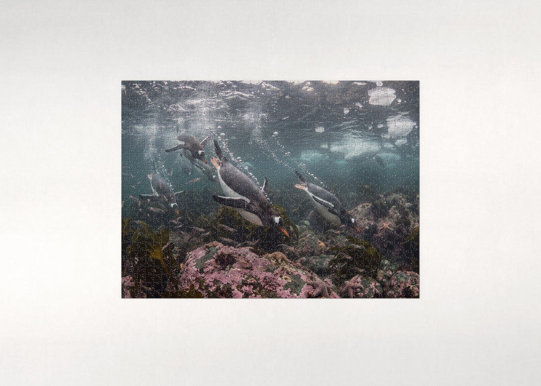 Penguins Diving Into the Blue jigsaw puzzle - gift box