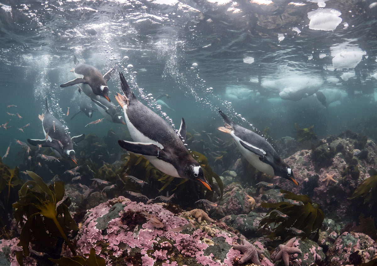 Penguins Diving Into the Blue jigsaw puzzle