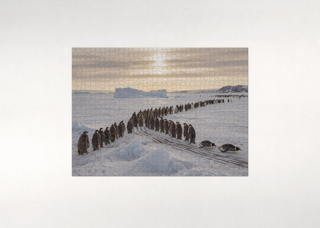 Penguins Marching Across the Ice Field jigsaw puzzle - gift box