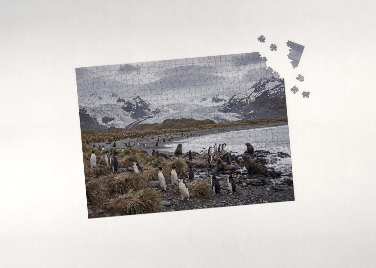 Penguins of the World Collage jigsaw puzzle - puzzle with loose pieces