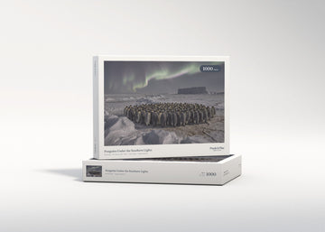 Penguins Under the Southern Lights jigsaw puzzle - gift box