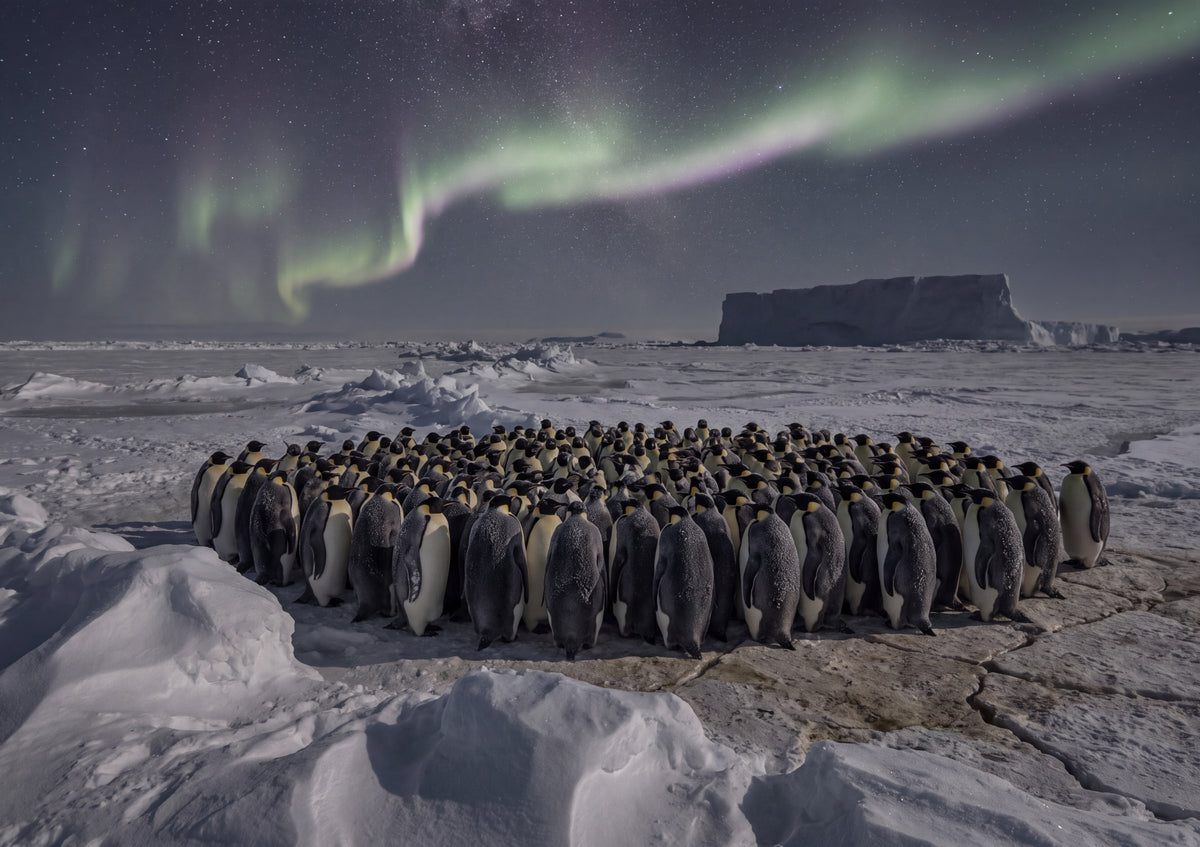 Penguins Under the Southern Lights jigsaw puzzle