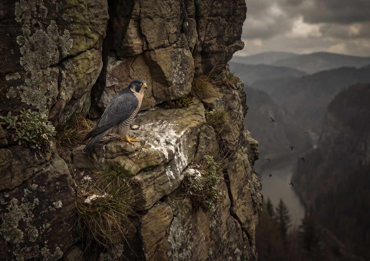Peregrine Falcon on the Cliff Ledge jigsaw puzzle