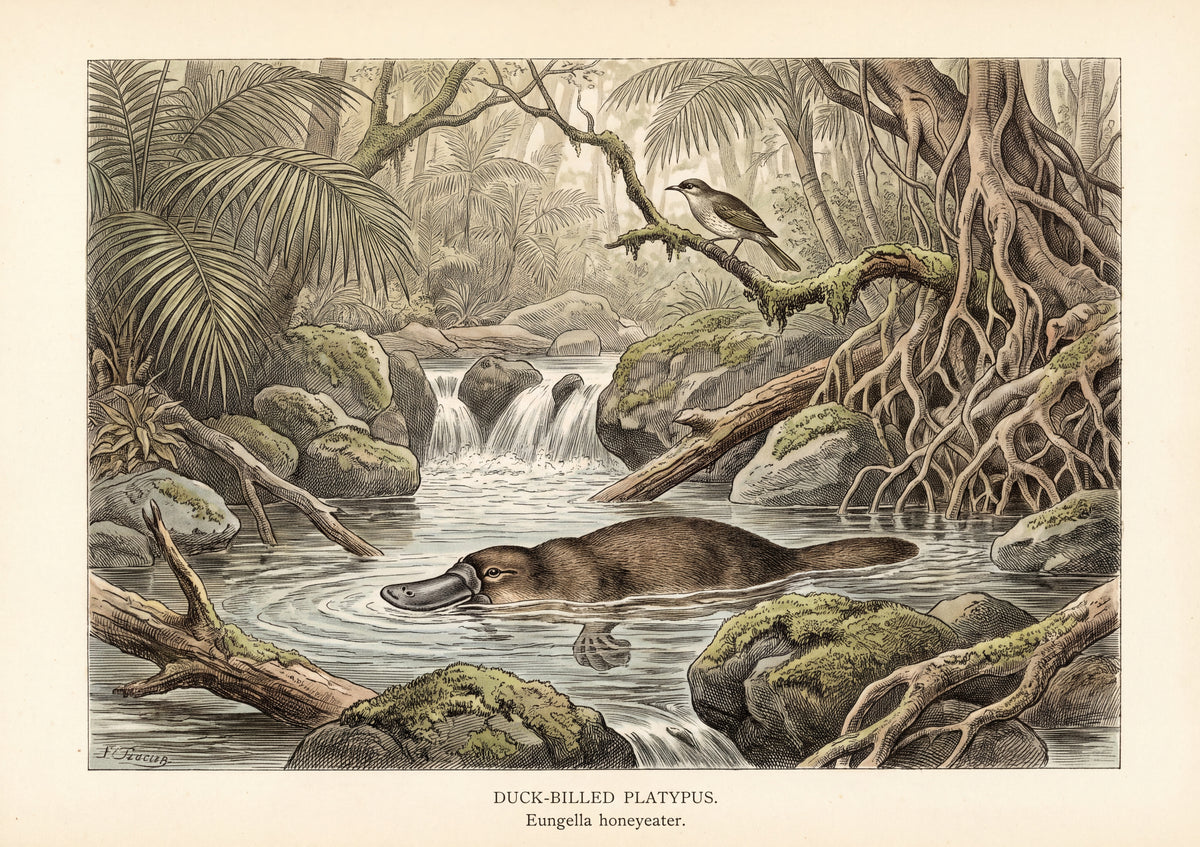 Platypus in the Rainforest Pool jigsaw puzzle
