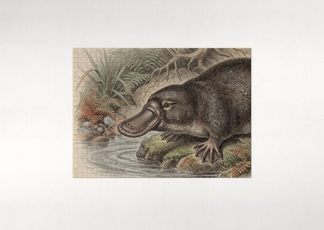 Platypus Portrait jigsaw puzzle - gift box
