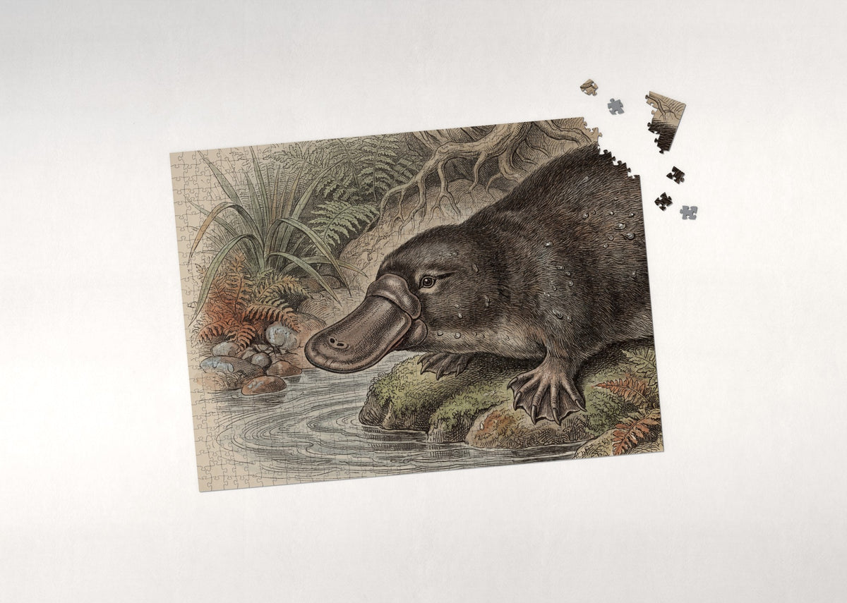 Platypus Portrait jigsaw puzzle - puzzle with loose pieces