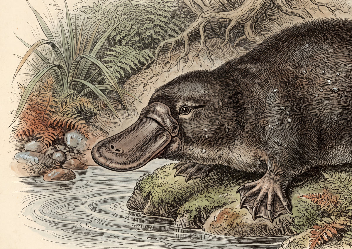 Platypus Portrait jigsaw puzzle