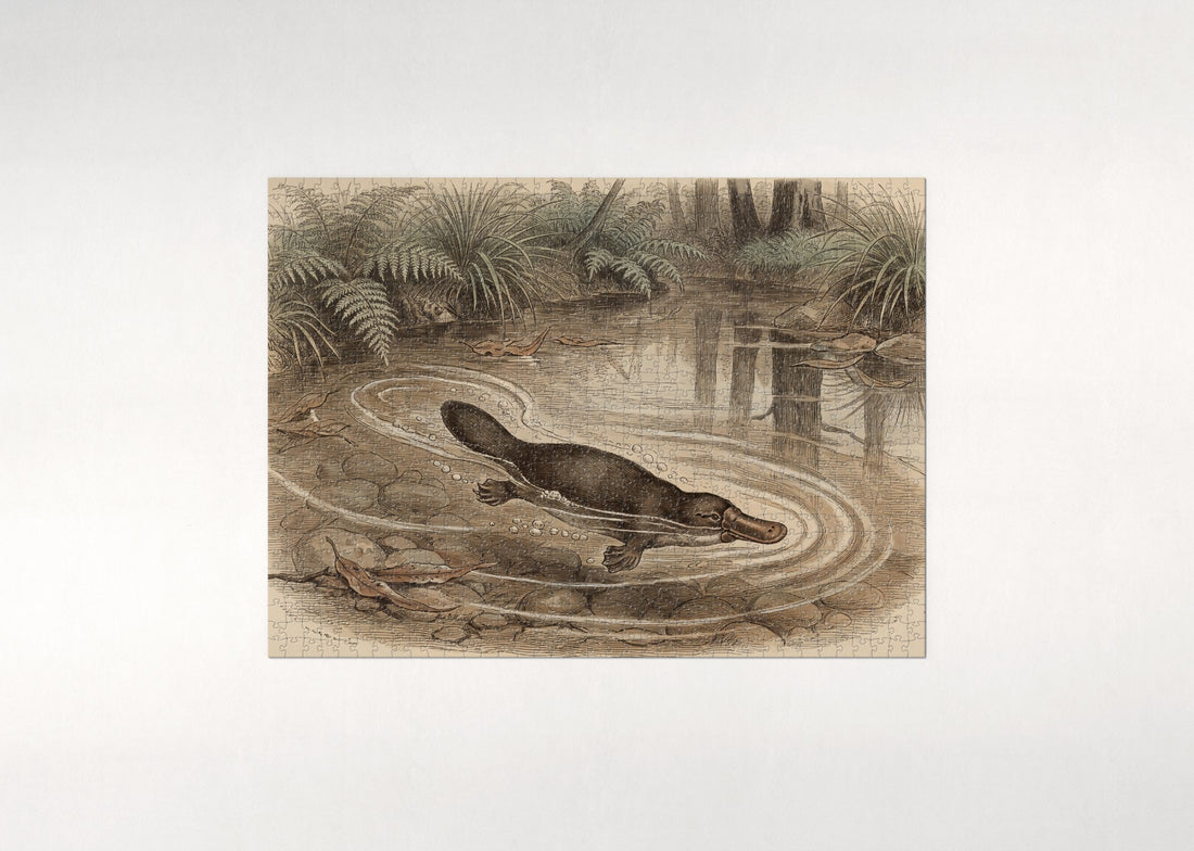Platypus Swimming in the Creek jigsaw puzzle - gift box