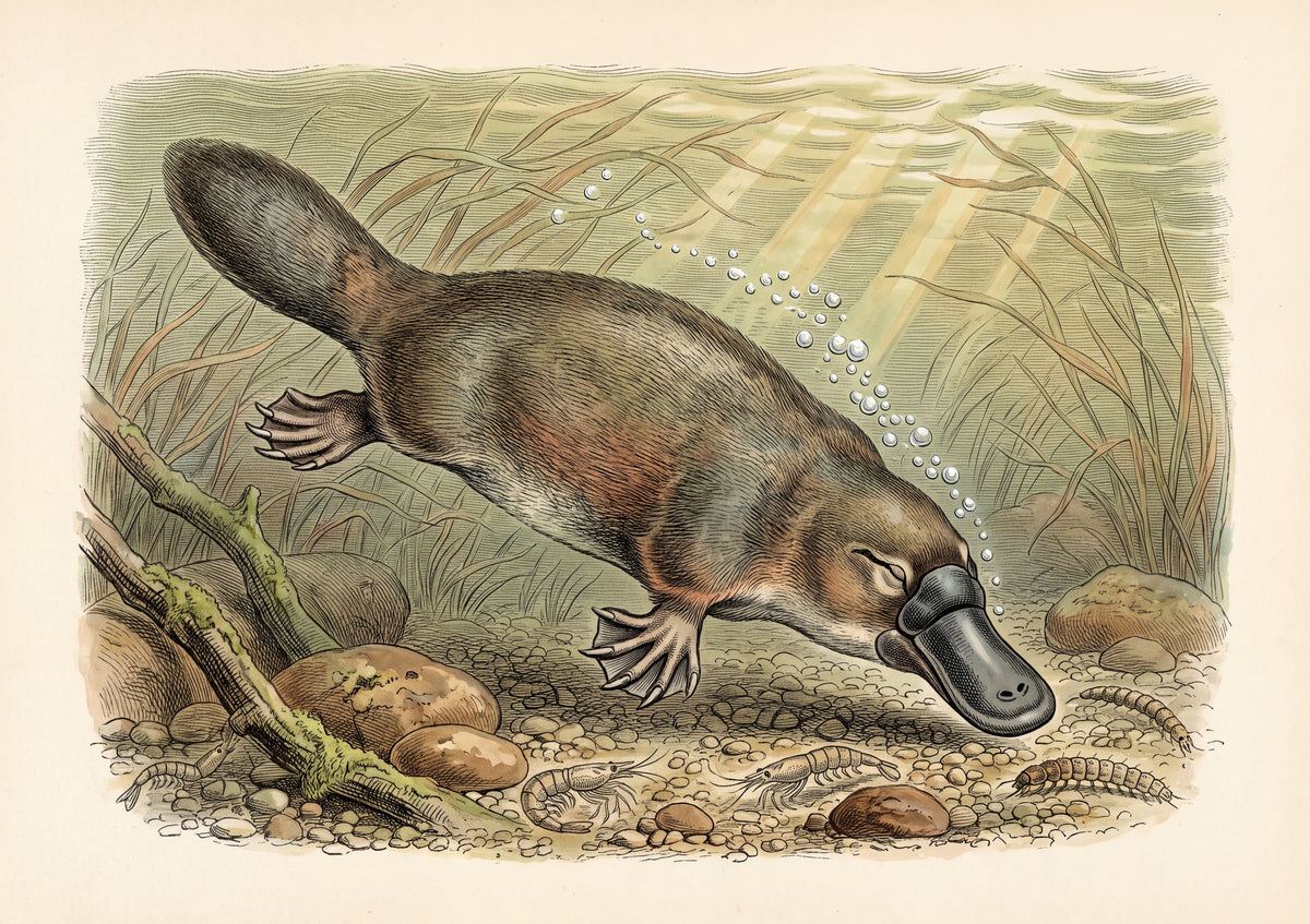 Platypus Underwater Among the Reeds jigsaw puzzle