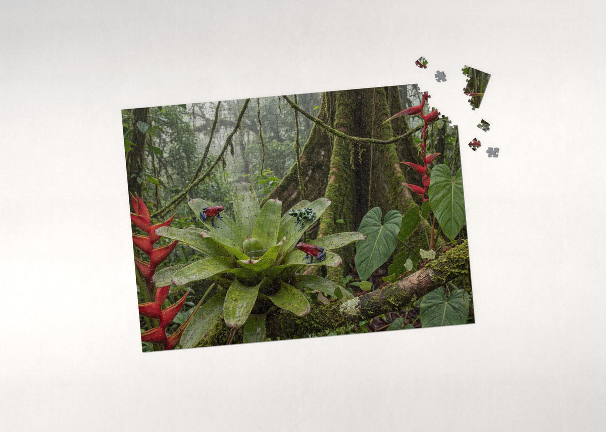 Poison Dart Frogs of the Rainforest jigsaw puzzle - puzzle with loose pieces