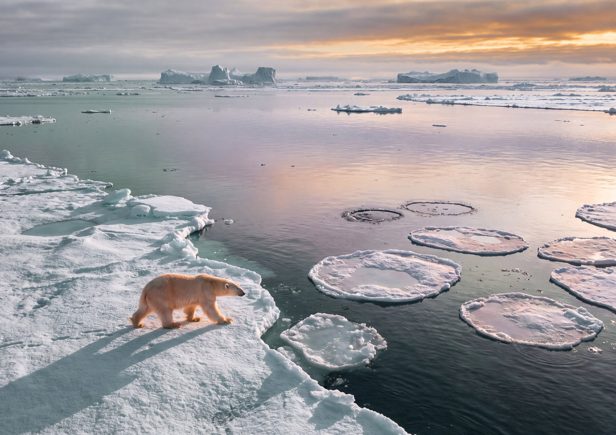 Polar Bear at the Arctic Sunset jigsaw puzzle