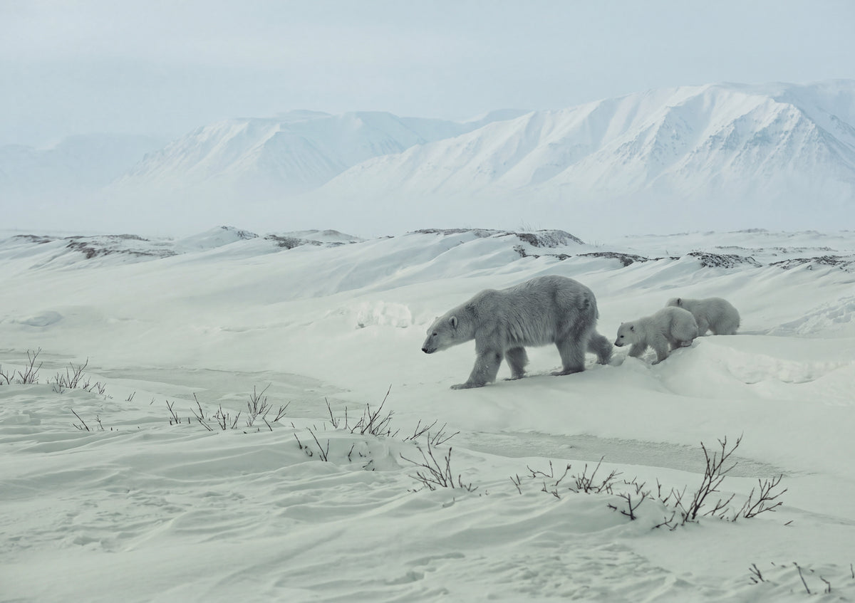 Polar Bear Mother and Cubs in the Snow jigsaw puzzle