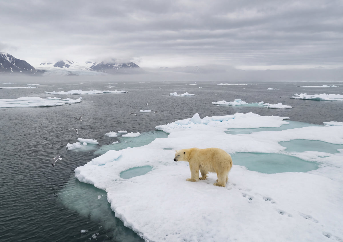 Polar Bear on the Ice Floe jigsaw puzzle