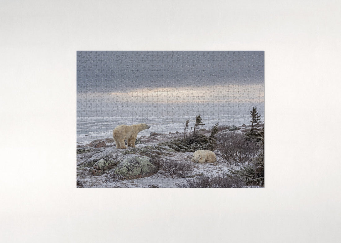 Polar Bears of Churchill at the Tundra Edge jigsaw puzzle - gift box