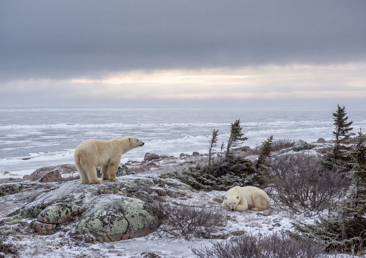 Polar Bears of Churchill at the Tundra Edge jigsaw puzzle