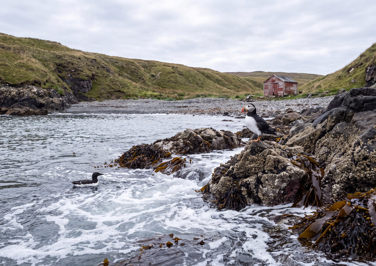 Puffin at the Rocky Cove jigsaw puzzle