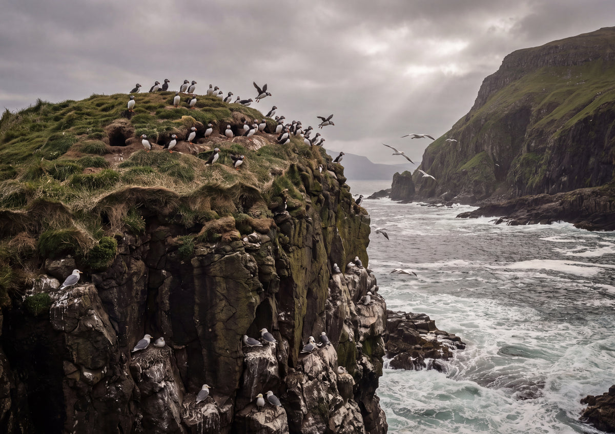 Puffin Colony at the Sea Stack jigsaw puzzle