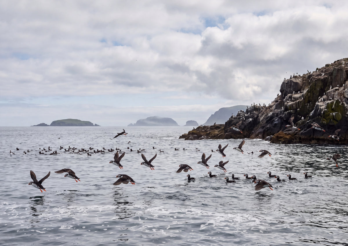 Puffins Over the Summer Sea jigsaw puzzle