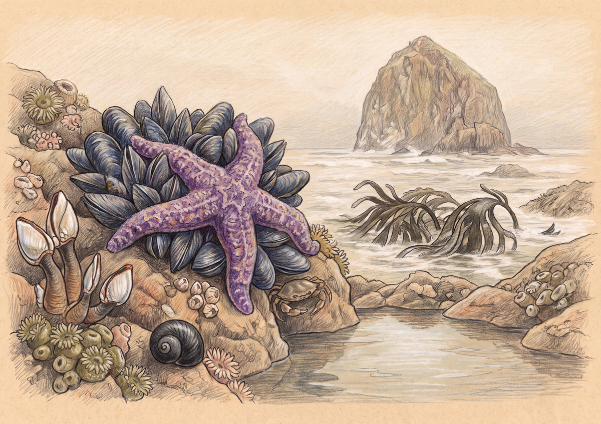 Purple Sea Star at Low Tide jigsaw puzzle