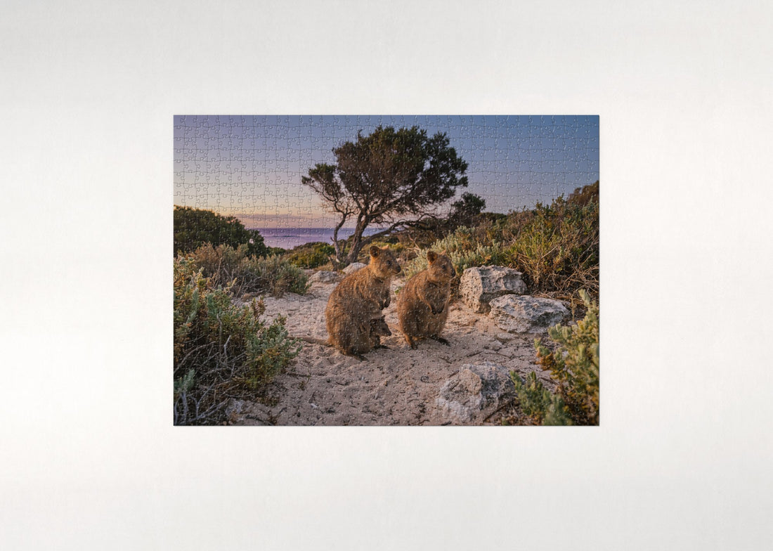 Quokka Family at Dusk jigsaw puzzle - gift box