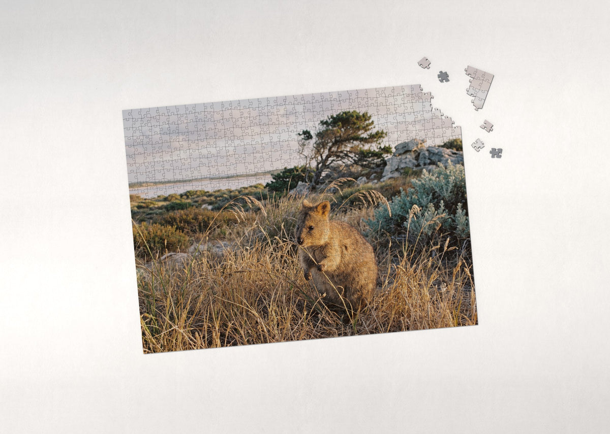 Quokka in the Golden Grass jigsaw puzzle - puzzle with loose pieces