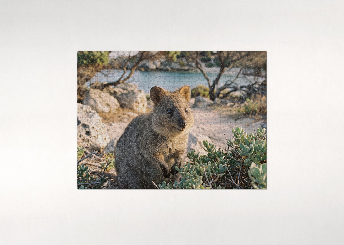 Quokka Portrait of the Happiest Animal jigsaw puzzle - gift box