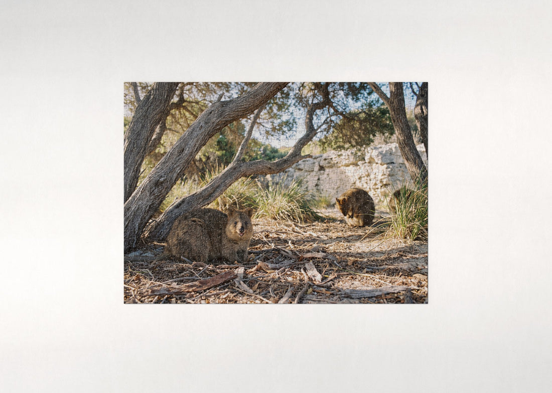Quokka Under the Tea Trees jigsaw puzzle - gift box