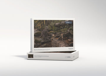 Raccoon Washing Food at the Stream jigsaw puzzle - gift box