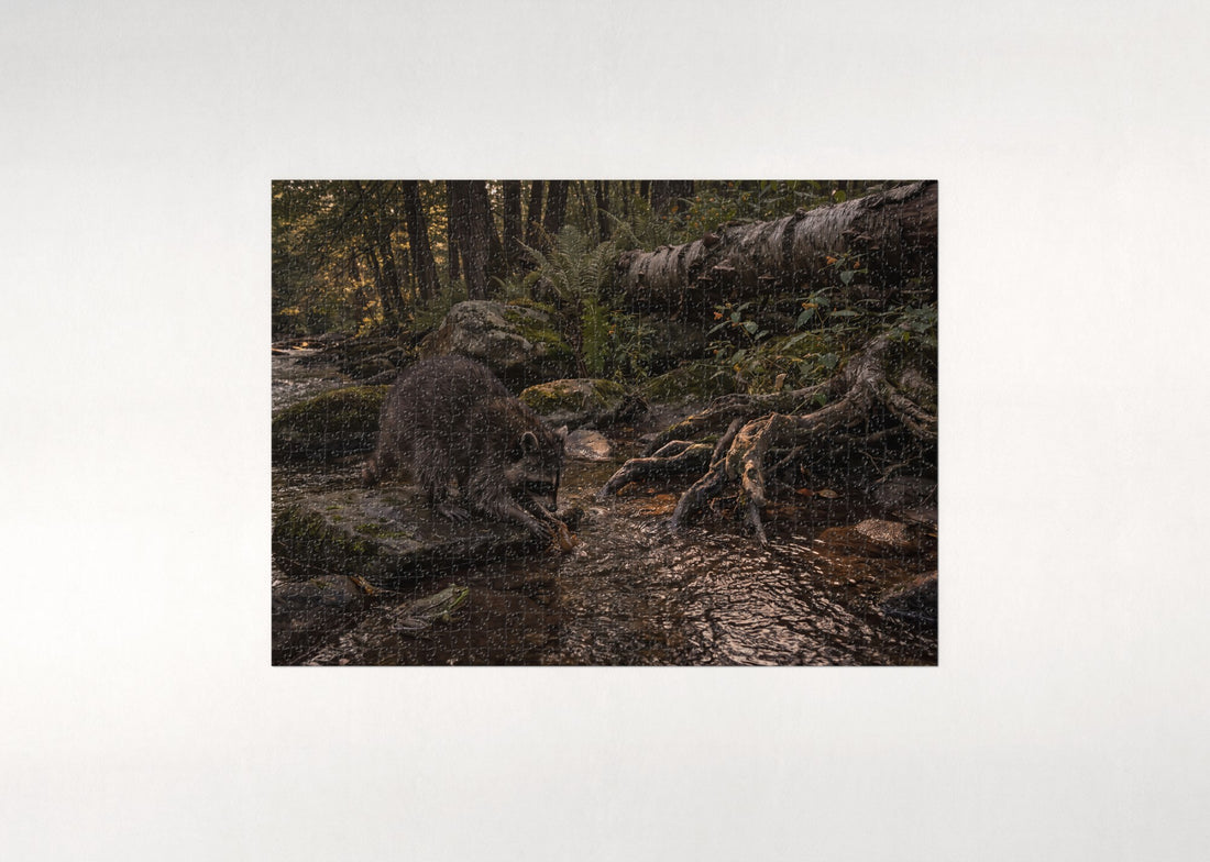 Raccoon Washing Food at the Stream jigsaw puzzle - gift box
