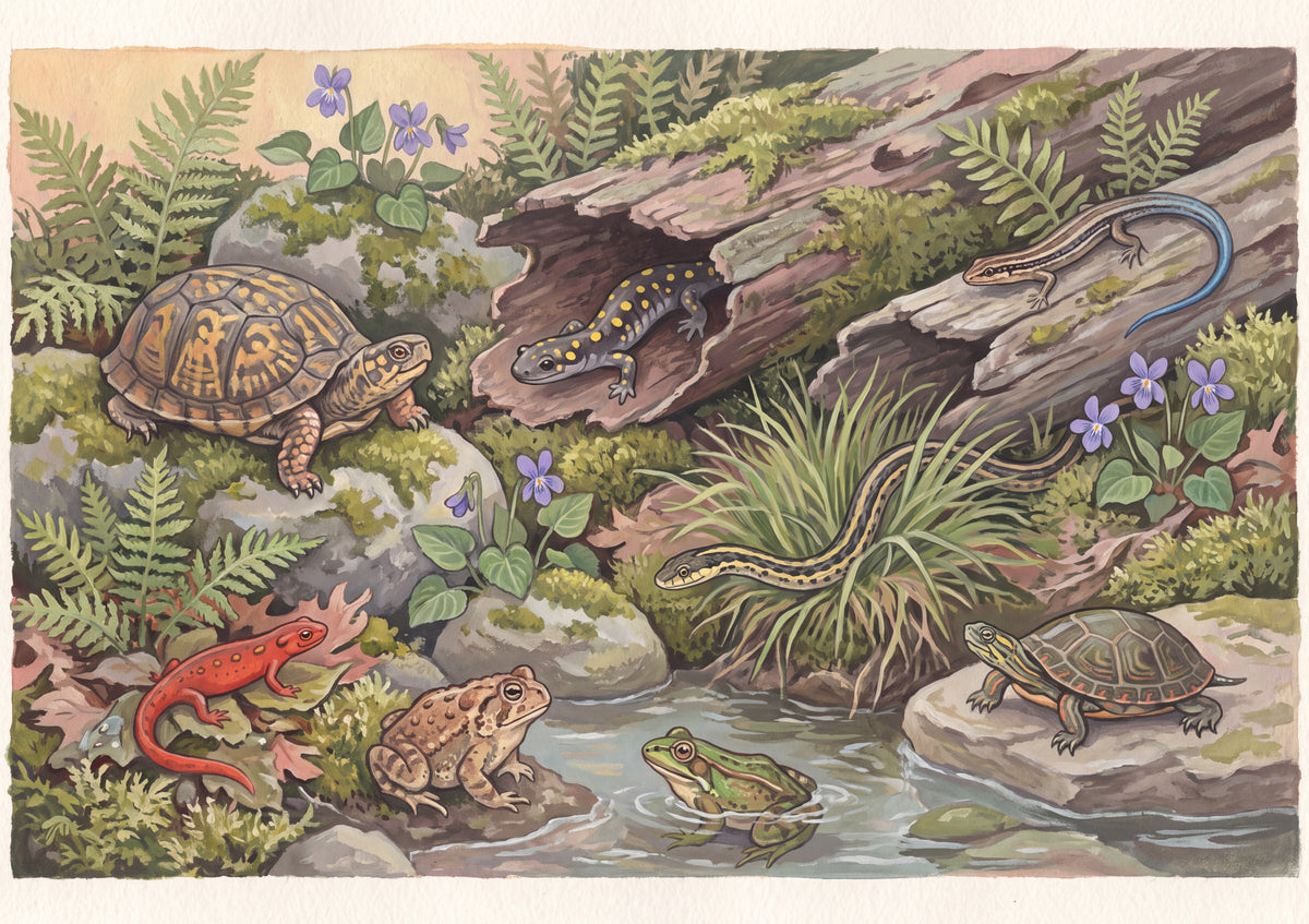Reptile and Amphibian Field Guide Plate jigsaw puzzle