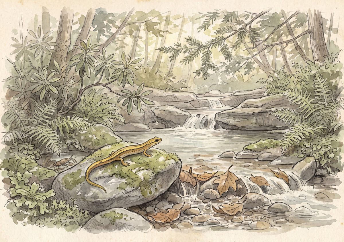 Salamander at the Woodland Stream jigsaw puzzle
