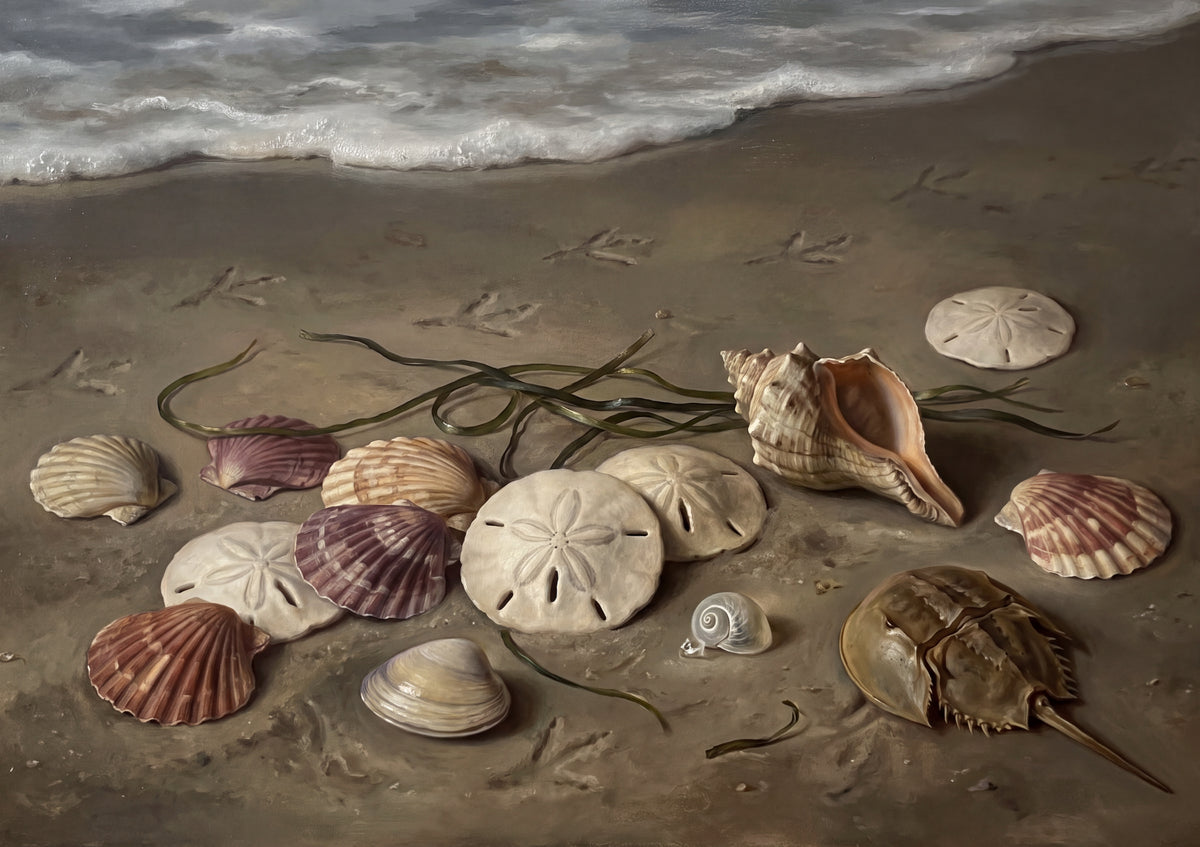 Sand Dollars and Scallop Shells jigsaw puzzle