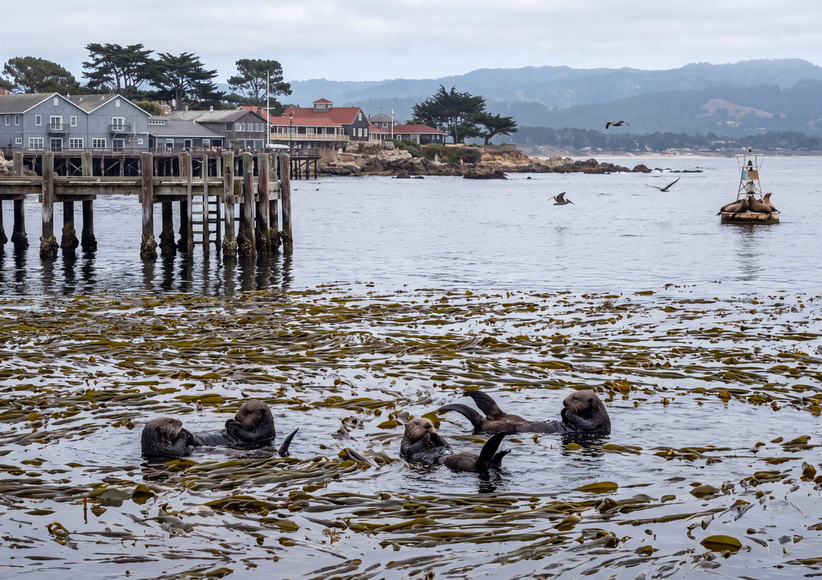 Sea Otters at Monterey Bay jigsaw puzzle