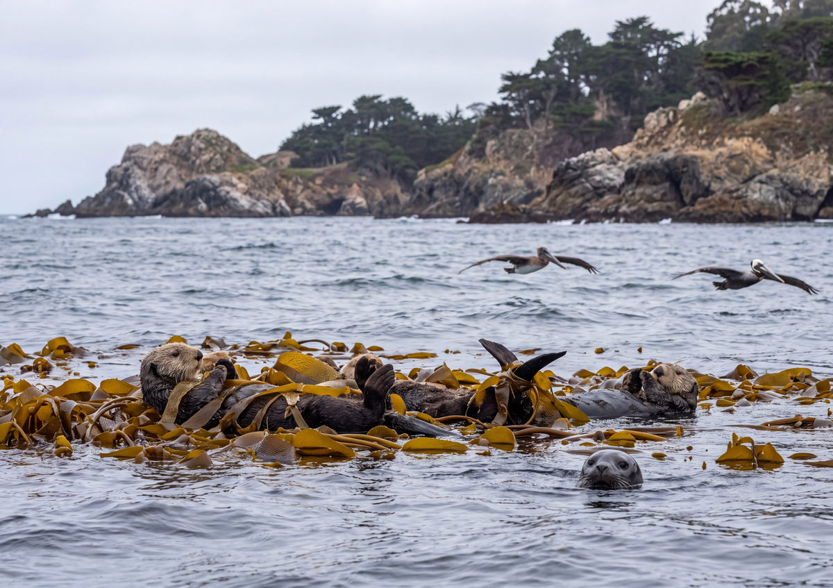 Sea Otters Floating in the Kelp jigsaw puzzle