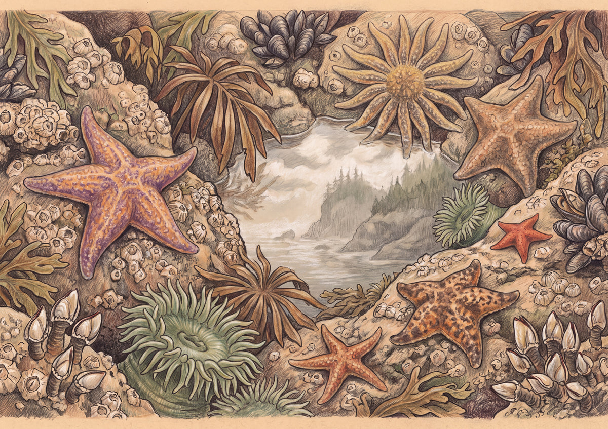 Sea Stars of the Pacific jigsaw puzzle