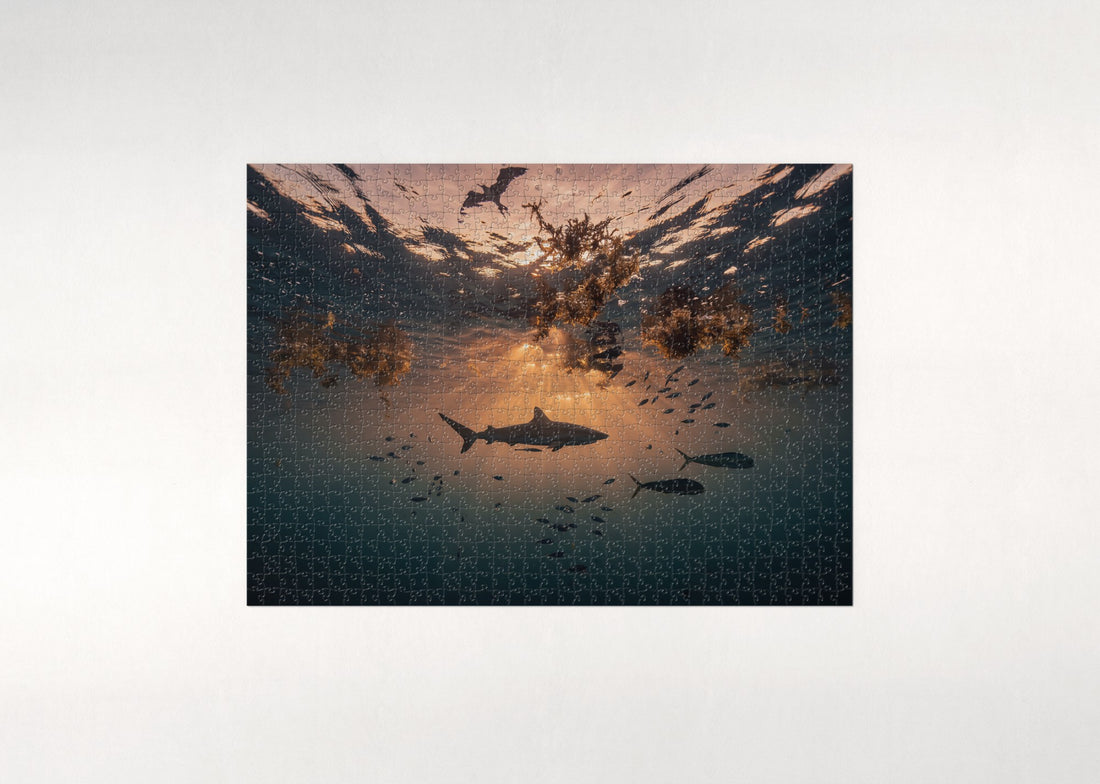 Shark Silhouette at Sunset jigsaw puzzle - gift box