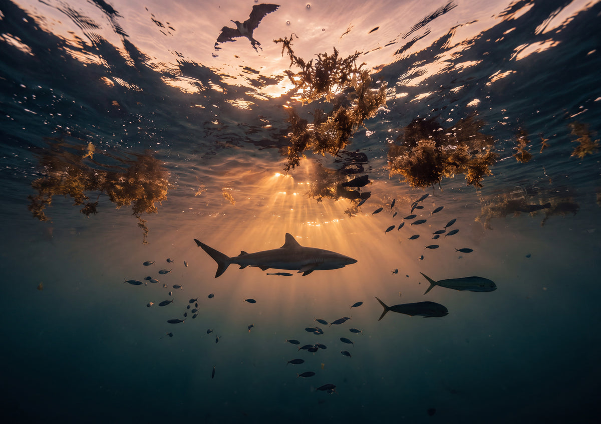 Shark Silhouette at Sunset jigsaw puzzle