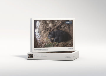 Sleeping Bear in the Winter Den jigsaw puzzle - gift box