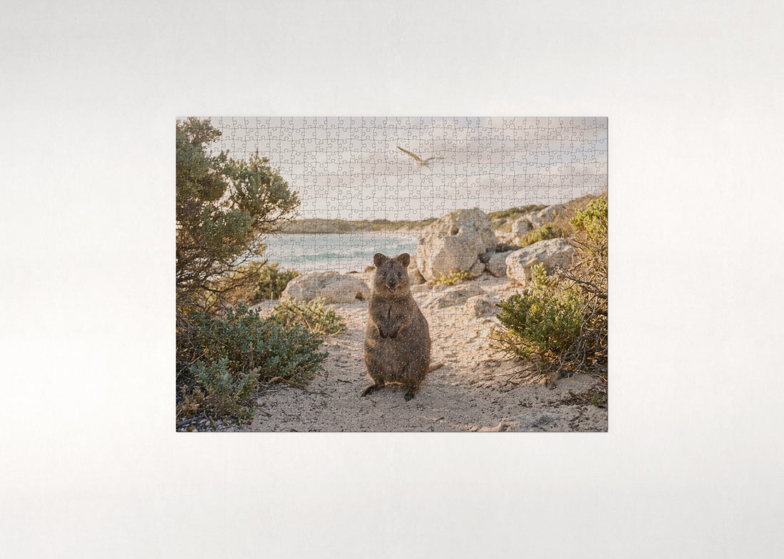Smiling Quokka on Rottnest Island jigsaw puzzle - gift box